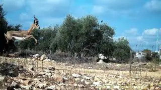 סרטון ותמונות - צבי ישראלי בקפיצות תוך כדי ריצה - נהדר