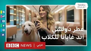 فيفي.. لماذا أثار عطر دولشي آند غابانا للكلاب انتقاد المدافعين عن حقوق الحيوان؟