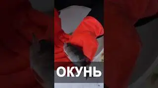Окунь - лучшая рыба в декоративный пруд. Энергичная рыба-хищник 