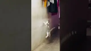 Baby Cat Jumping #cat #catvideos #shorts