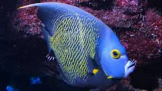 Facts: The French Angelfish