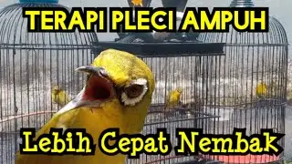 Ampuh, Terapi Pleci Mempercepat Nembak Sejalur