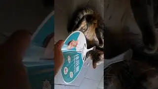 CAT WANTS TO PLAY HAHAHA