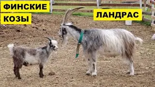 Разведение коз Финский ландрас как бизнес | Козоводство | Порода Финский ландрас | Козы | Животные