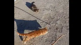 OYUNCU KEDİLER