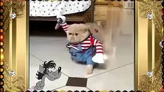 Кот разбойник.