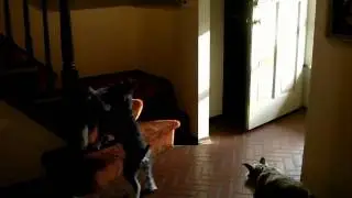 Schnauzers