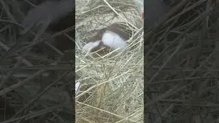 Суббота