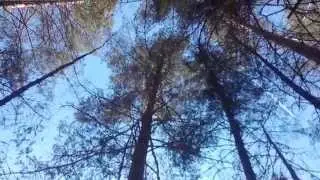 Вид на небо из леса