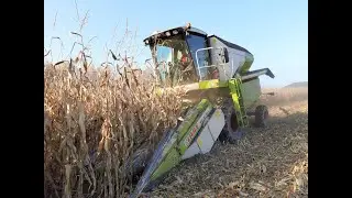 Kukurydza na ziarno 2020 // Dzik buszuje w kukurydzy // Claas Avero 240