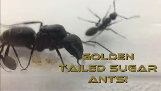 Update on my Golden Tailed Sugar ant queens!