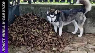 Enjoying The Leaf Pile But Feeling Camera Shy