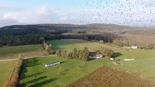 Bird party