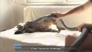 котэ тащится от пылесоса