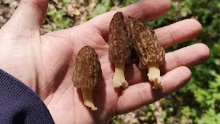 Строчки гигантские, саркосцифы, сморчковые шапочки и наконец-то СМОРЧКИ!!! 4 из 4, сезон 2024!!!
