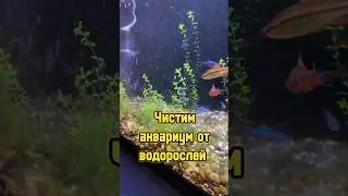 Чистим аквариум от водорослей 🐡 #питомцы #аквариум #водоросли #рыбки #fish