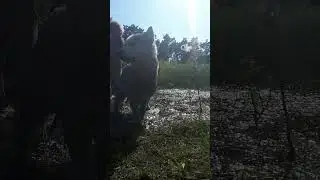 Open Air🎶🏞🐾🌿😊🐦🌄 Поныряли в Пруду в водорослях😃🌿🌱🏞😲