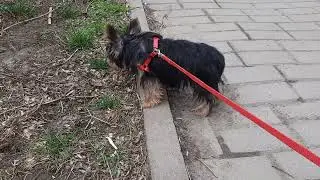 ПЕРВАЯ ПРОГУЛКА НИТЫ😃/NITA'S FIRST WALK😃
