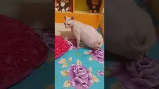 Пожру борща, посплю