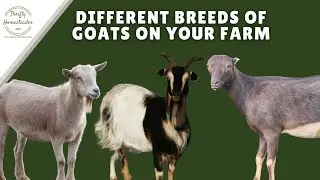 Multiple Goat Breeds on Your Farm