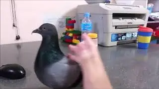 Pigeon Bird Having Sex with Human