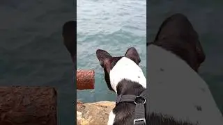 Никки маленькая путешественница.🐶 #французскийбульдог #bulldog #frenchie #frenchiemoments #funnydogs