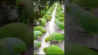 How to attract Parrots to your balcony 