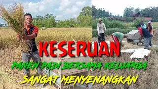 CARA PANEN PADI TRADISIONAL