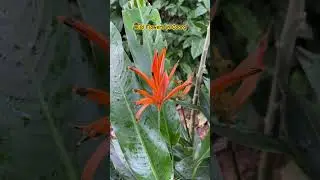 Wild Flowers in Coorg