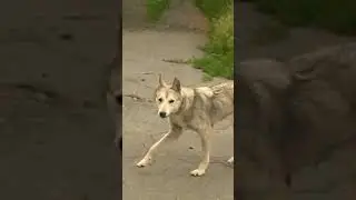 Вовчиця ?