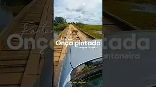 Onça no Pantanal🐆#viral #viralvideo #viralizou #caiunanet #onça #pantanal #shorts #viralizounanet