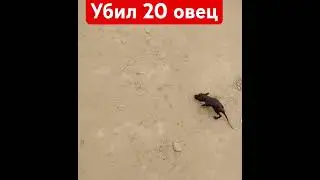 непонятный зверь убивает домашний скот😂😂😂