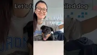 Feeding my Rottweiler 