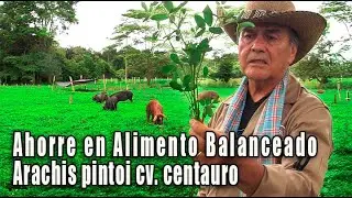 AHORRE ALIMENTO BALANCEADO ARACHIS PINTOI CV CENTAURO.