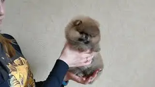 Горошенка, померанский шпиц.