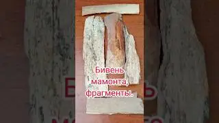 Бивень мамонта для кулонов и амулетов. #бивень #мамонт #shorts #кулон