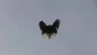 Николаевские голуби Донбасса