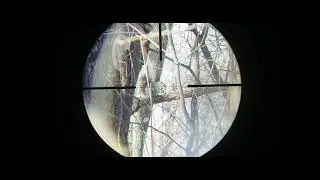 My Favorite Airgun.  2022-23 Squirrel Hunting Clips