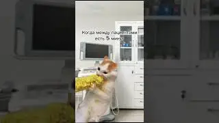 Когда между пациентами есть 5 минуточек 😁