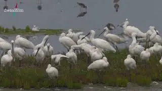 Vlieland Kroon's polder, lepelaars jong en oud
