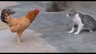 The Epic Showdown - Chicken vs Cat