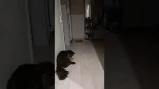 #котохаус