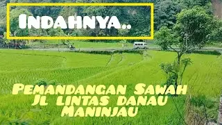 Menikmati Pemandangan Sawah di Lintas Danau Maninjau kab. Agam Sumbar