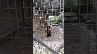 Bowser the Bear