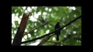 Aves da Mata Atlântica - Fotografia de Natureza