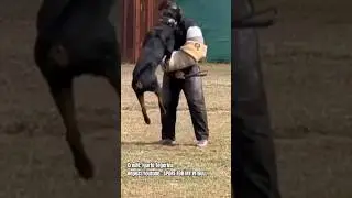 mais que s'est il passé ?! #dogs #chien #malinois #attack