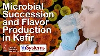 Microbial Succession and Flavor Production in Kefir - mSystems®