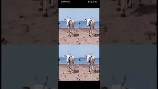 oldest brand 🐄 cow #trending