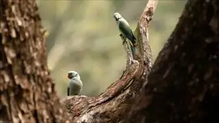 Birds & Mammals of Kerala and Valparai, South India