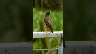 Beautiful Jungle Myna